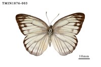 藏品(黑脈粉蝶)的圖片